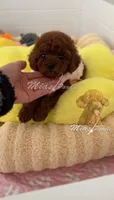 AKC red toy poodle F, a female Poodle - Toy  for sale in Los Angeles, CA – Photo 3 of 8