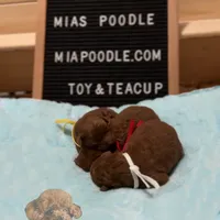 AKC red toy poodle F, a female Poodle - Toy  for sale in Los Angeles, CA – Photo 7 of 8