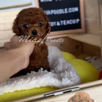 AKC red toy poodle F, a female Poodle - Toy  for sale in Los Angeles, CA – Photo 6 of 8