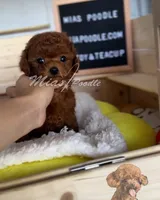 AKC red toy poodle F, a female Poodle - Toy  for sale in Los Angeles, CA – Photo 6 of 8