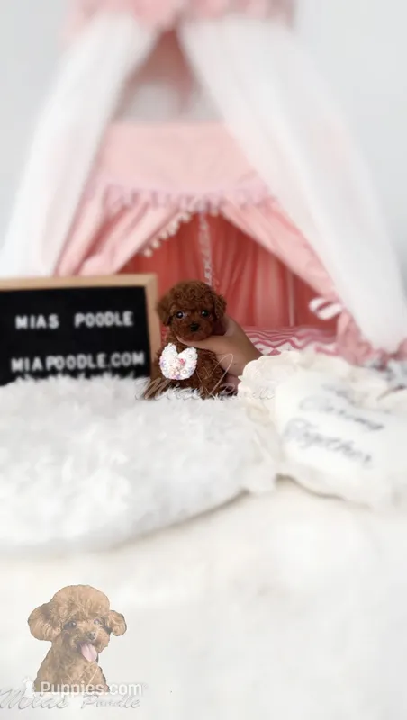 AKC red toy poodle F – Poodle - Toy  puppy for sale in Los Angeles, CA