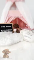 AKC red toy poodle F, a female Poodle - Toy  for sale in Los Angeles, CA – 1 of 8