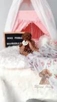 AKC teacup poodle M, a male Poodle - Toy  for sale in Los Angeles, CA – 1 of 6