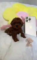 AKC Red teacup poodle, a female Poodle - Toy  for sale in Los Angeles, CA – Photo 1 of 2