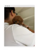 AKC teacup poodle F, a female Poodle - Toy  for sale in Los Angeles, CA – Photo 2 of 3