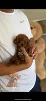 AKC teacup poodle F, a female Poodle - Toy  for sale in Los Angeles, CA – Photo 3 of 3