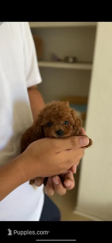 AKC teacup poodle F