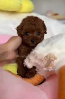 Akc /ckc teacup poodle, a female Poodle - Toy  for sale in Los Angeles, CA – Photo 3 of 3