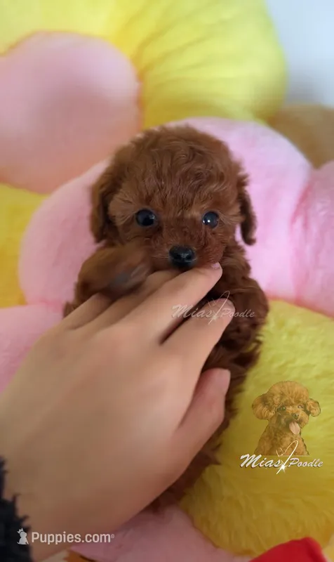 Akc /ckc teacup poodle, a female Poodle - Toy  for sale in Los Angeles, CA – Photo 1 of 3