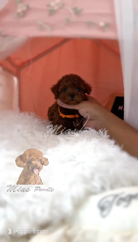 AKC red toy female – Poodle - Toy  puppy for sale in Los Angeles, CA