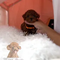 AKC red toy female, a female Poodle - Toy  for sale in Los Angeles, CA – Photo 3 of 6