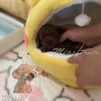 AKC red toy female, a female Poodle - Toy  for sale in Los Angeles, CA – Photo 5 of 6