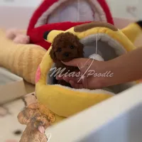 AKC red toy female, a female Poodle - Toy  for sale in Los Angeles, CA – Photo 6 of 6