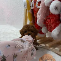 AKC red toy female, a female Poodle - Toy  for sale in Los Angeles, CA – Photo 2 of 6