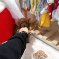 AKC red toy female, a female Poodle - Toy  for sale in Los Angeles, CA – Photo 1 of 6