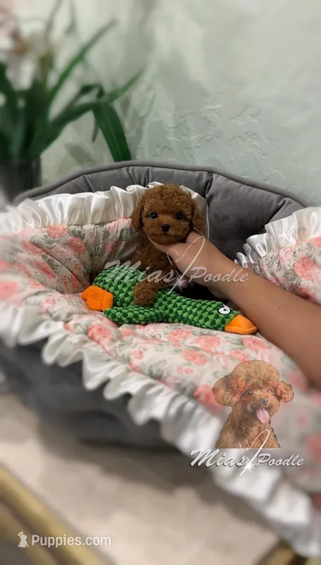 Akc red female toy, a female Poodle - Toy  for sale in Los Angeles, CA – Photo 1 of 2