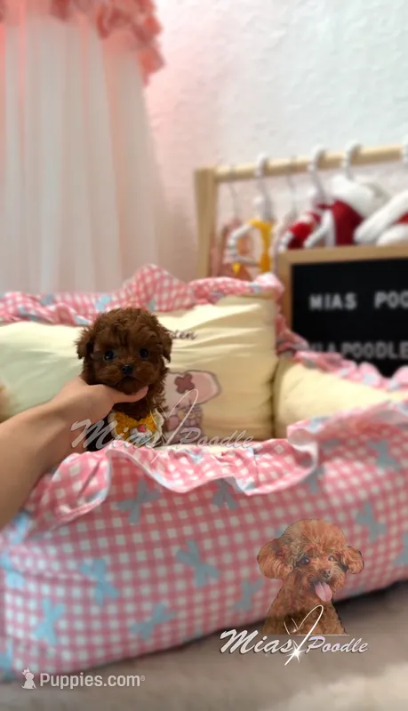 akc deep red teacup M