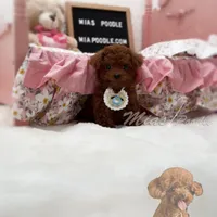 akc deep red teacup M, a male Poodle - Toy  for sale in Los Angeles, CA – Photo 6 of 9