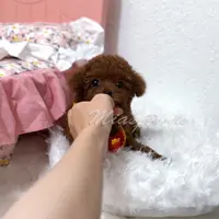 akc deep red teacup M, a male Poodle - Toy  for sale in Los Angeles, CA – Photo 3 of 9