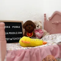 akc deep red teacup M, a male Poodle - Toy  for sale in Los Angeles, CA – Photo 4 of 9