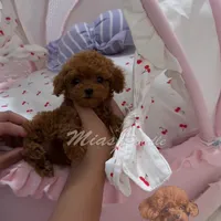 Akc red teacup poodle, a female Poodle - Toy  for sale in Los Angeles, CA – Photo 2 of 8