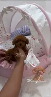 Akc red teacup poodle, a female Poodle - Toy  for sale in Los Angeles, CA – Photo 2 of 8