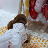 Akc red teacup poodle, a female Poodle - Toy  for sale in Los Angeles, CA – Photo 5 of 8