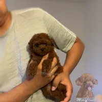 Akc red teacup poodle, a female Poodle - Toy  for sale in Los Angeles, CA – Photo 4 of 8
