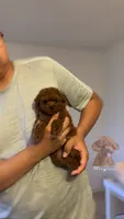 Akc red teacup poodle, a female Poodle - Toy  for sale in Los Angeles, CA – Photo 4 of 8