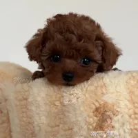 Akc red teacup poodle, a female Poodle - Toy  for sale in Los Angeles, CA – Photo 3 of 8