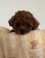 Akc red teacup poodle, a female Poodle - Toy  for sale in Los Angeles, CA – Photo 3 of 8