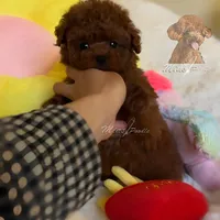 Akc red teacup poodle, a female Poodle - Toy  for sale in Los Angeles, CA – Photo 6 of 8