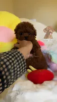 Akc red teacup poodle, a female Poodle - Toy  for sale in Los Angeles, CA – Photo 6 of 8