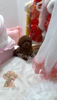 Akc red teacup poodle, a female Poodle - Toy  for sale in Los Angeles, CA – Photo 1 of 8