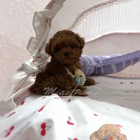 Akc red teacup poodle, a female Poodle - Toy  for sale in Los Angeles, CA – Photo 8 of 8