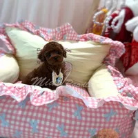 AKC red toy poodle, a male Poodle - Toy  for sale in Los Angeles, CA – Photo 2 of 5