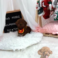 AKC red toy poodle, a male Poodle - Toy  for sale in Los Angeles, CA – Photo 4 of 5