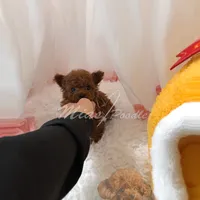 AKC red toy poodle, a male Poodle - Toy  for sale in Los Angeles, CA – Photo 3 of 5