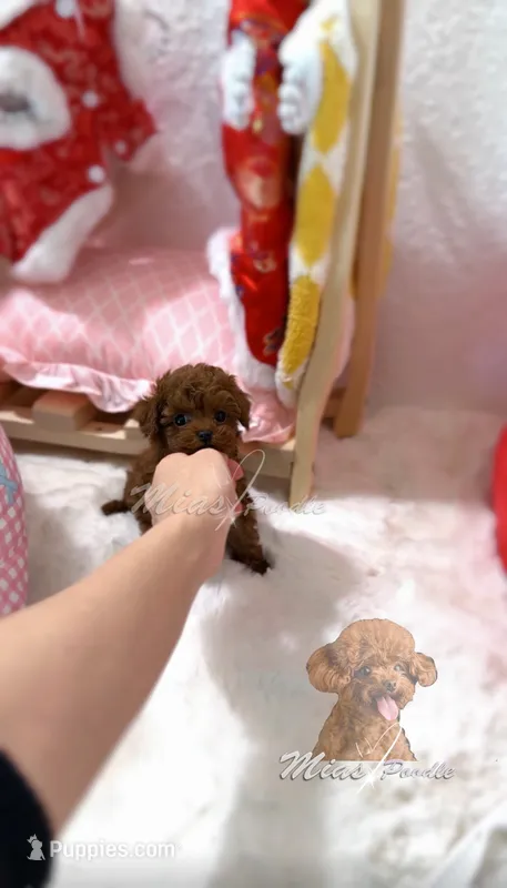 AKC red toy poodle