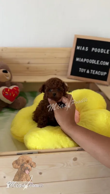 AKC teacup poodle
