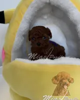 akc poodle, a male Poodle - Toy  for sale in Los Angeles, CA – Photo 1 of 7