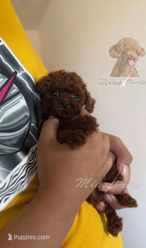 Akc teacup male, a male Poodle - Toy  for sale in Los Angeles, CA – Photo 1 of 2