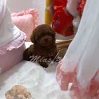 Akc red teacup  female, a female Poodle - Toy  for sale in Los Angeles, CA – Photo 5 of 6