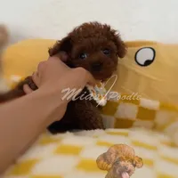 Akc red teacup  female, a female Poodle - Toy  for sale in Los Angeles, CA – Photo 6 of 6