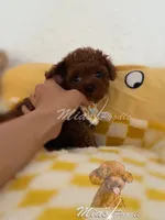 Akc red teacup  female, a female Poodle - Toy  for sale in Los Angeles, CA – Photo 6 of 6