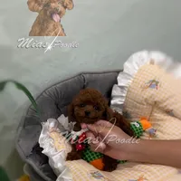 Akc red teacup  female, a female Poodle - Toy  for sale in Los Angeles, CA – Photo 4 of 6