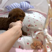 Akc red teacup  female, a female Poodle - Toy  for sale in Los Angeles, CA – Photo 2 of 6