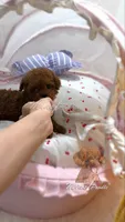 Akc red teacup  female, a female Poodle - Toy  for sale in Los Angeles, CA – Photo 2 of 6