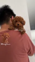 AKC ted teacup poodle, a female Poodle - Toy  for sale in Los Angeles, CA – Photo 1 of 2
