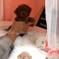 AKC red  toy M, a male Poodle - Toy  for sale in Los Angeles, CA – Photo 2 of 8